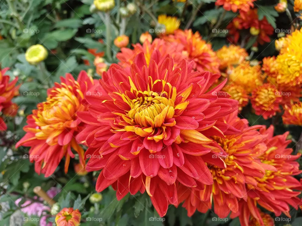 red flowers