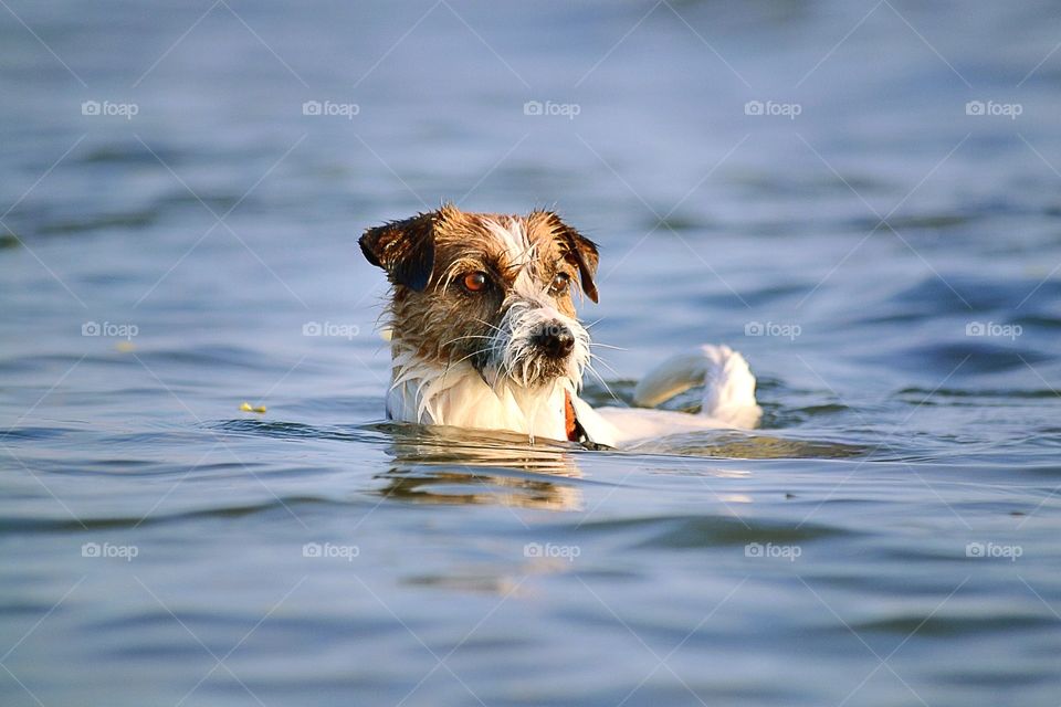 Dog in the water