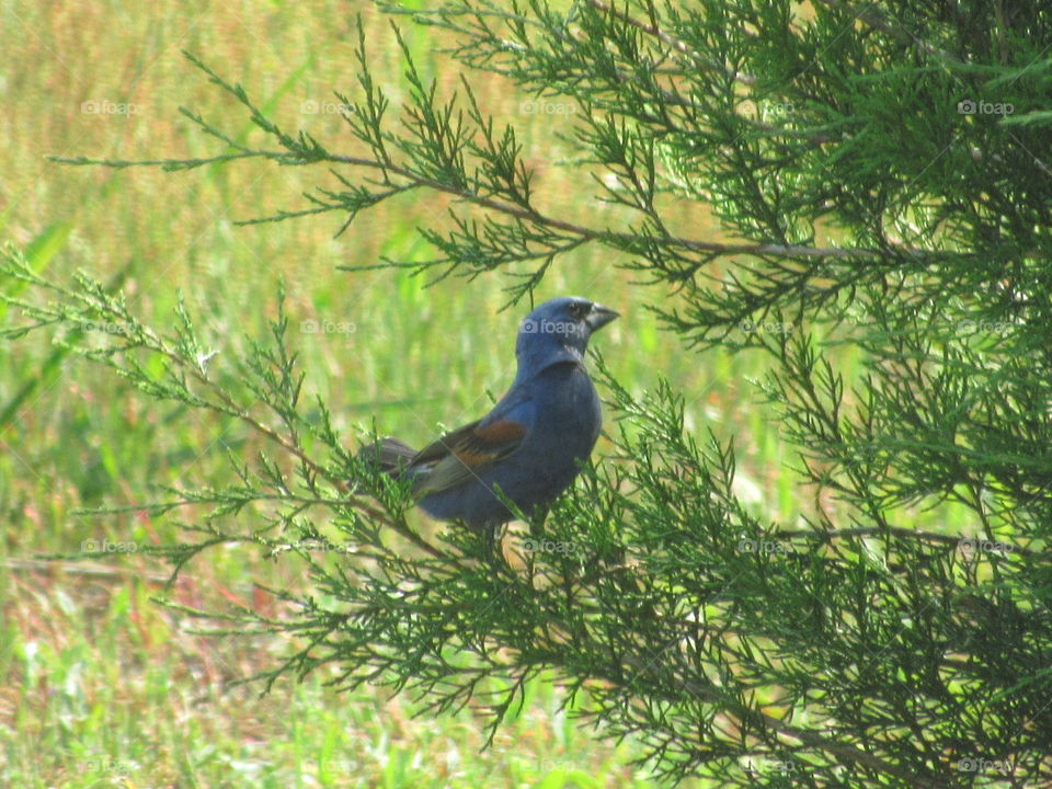 Bird, Nature, Wildlife, Animal, No Person