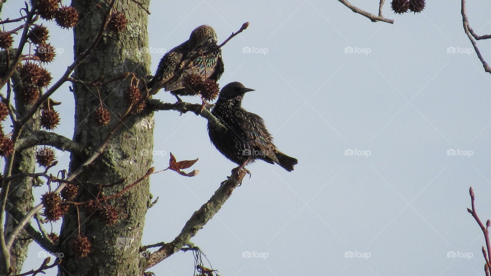 Starlings
