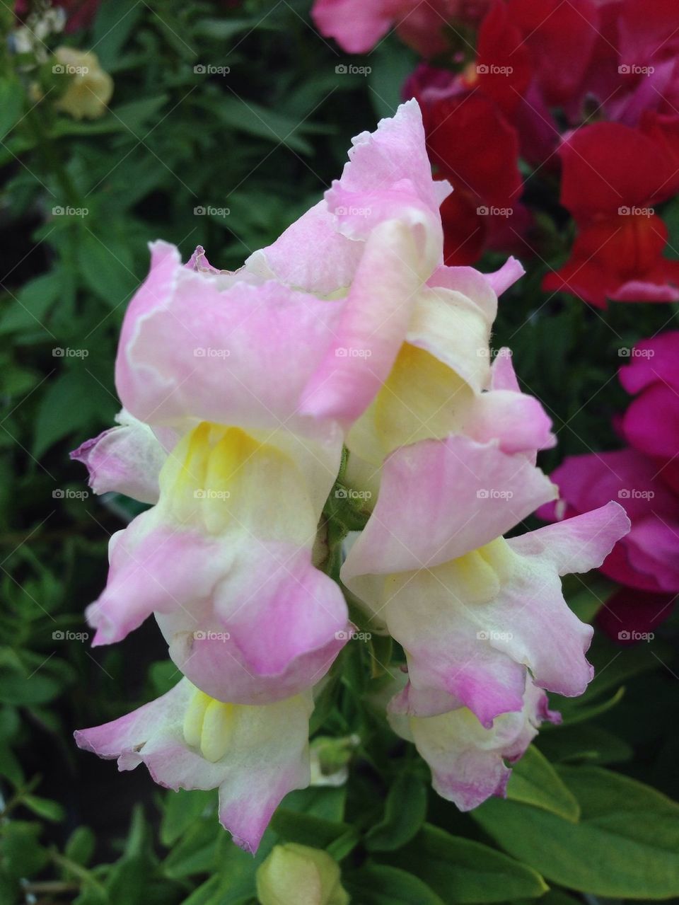 Pale Pink Snapdragon