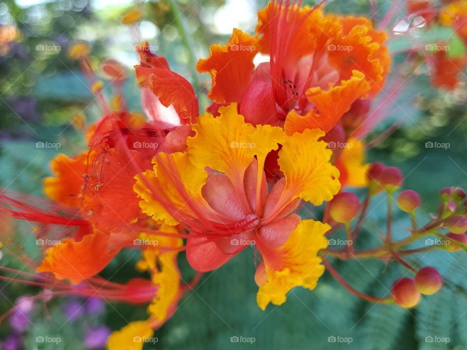 Close up of the beautiful colorful and exotic tropical pride of Barbados flower