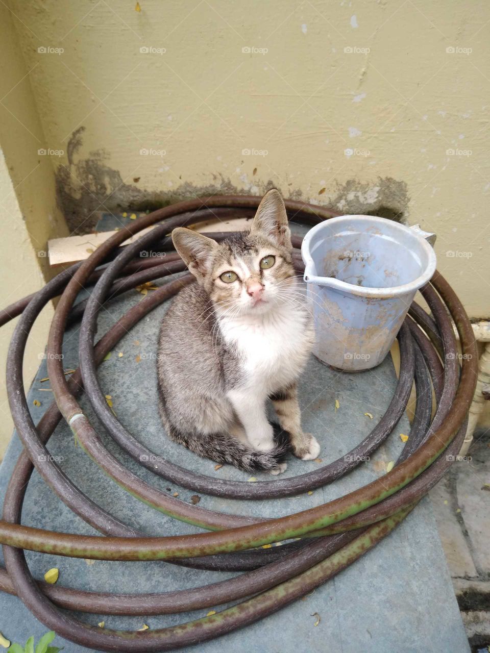 a kitten sitting on the slab