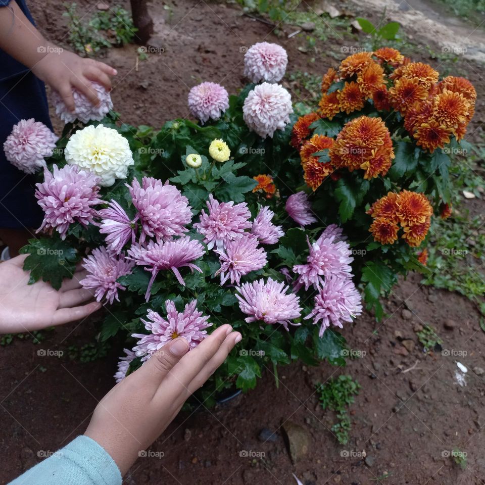 Chrysanthemum is a type of flowering plant that is often grown as an ornamental plant