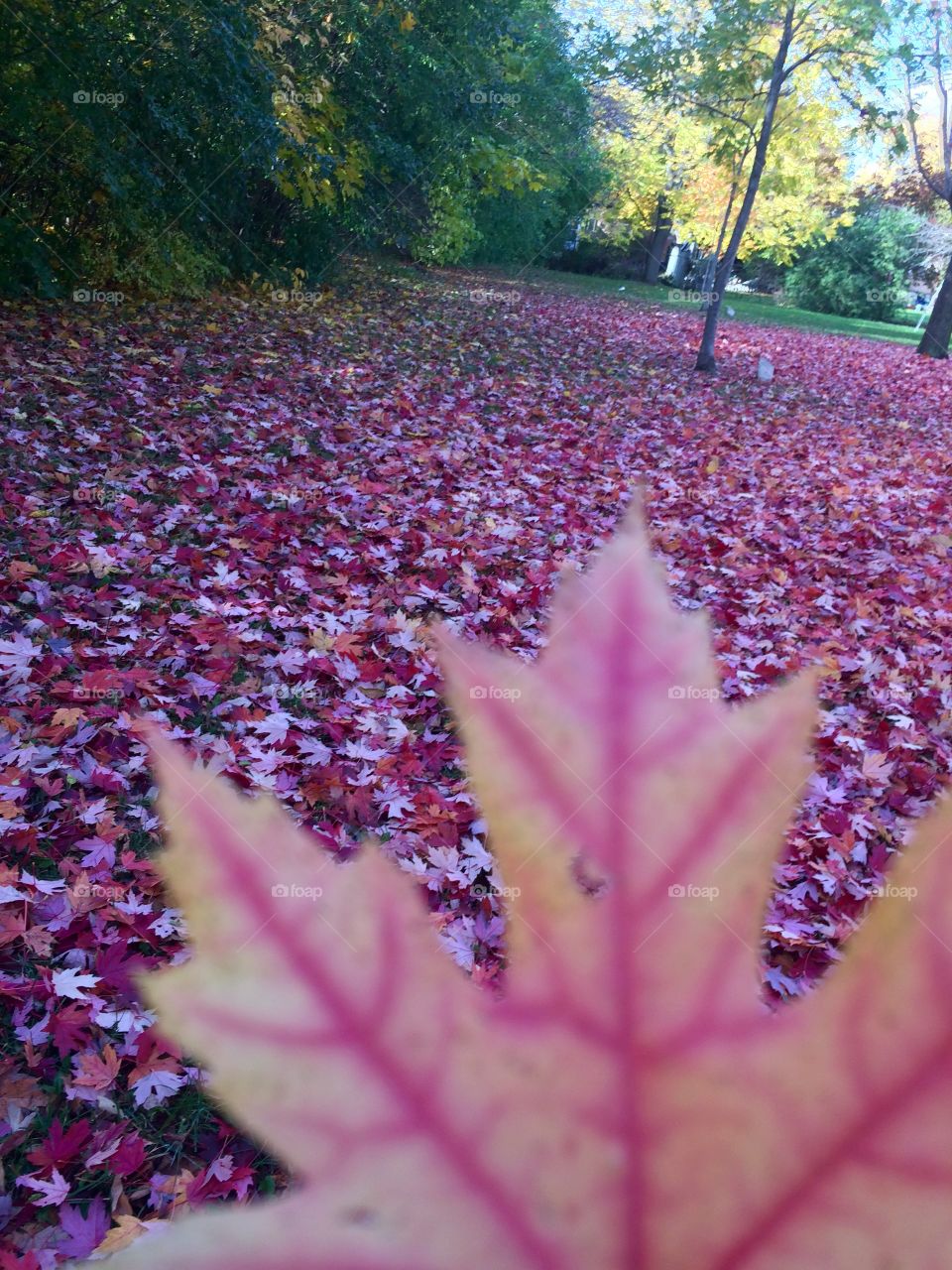 Beautiful Autumn Toronto 