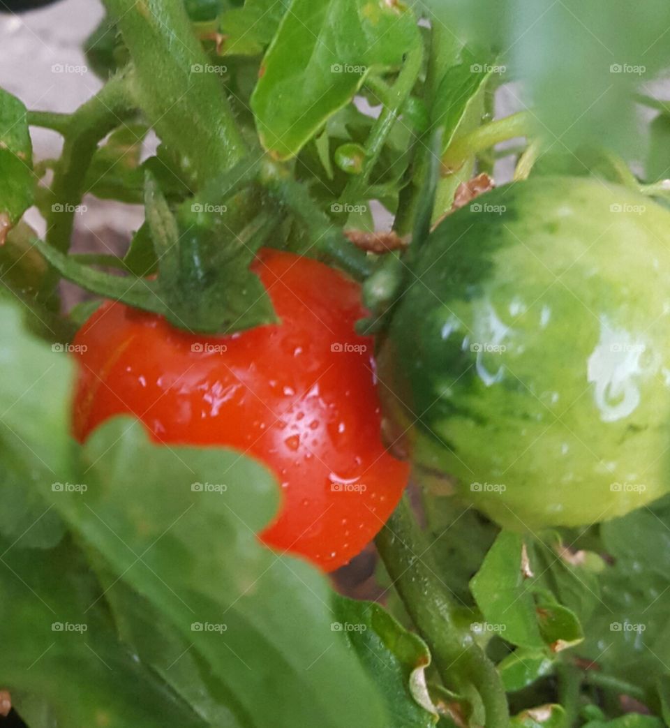 First tomato