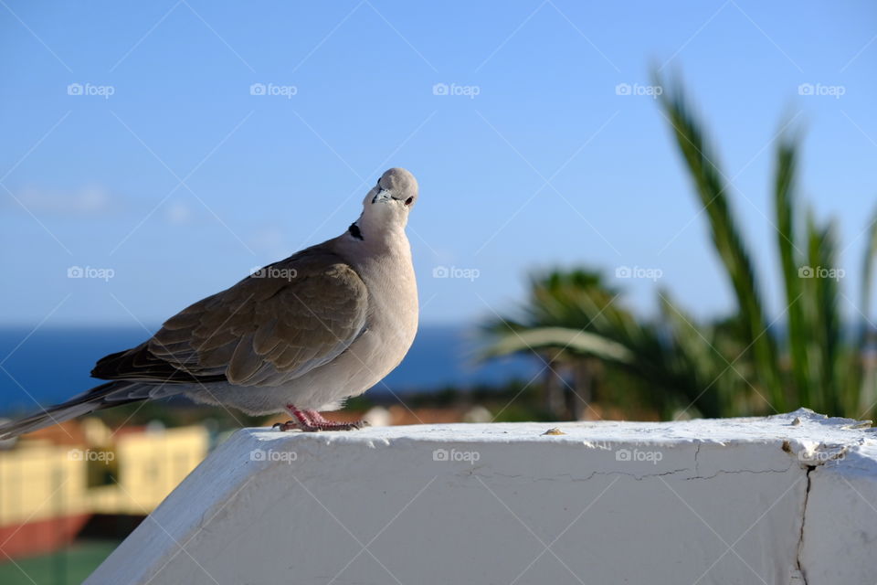 Spanish pigeon