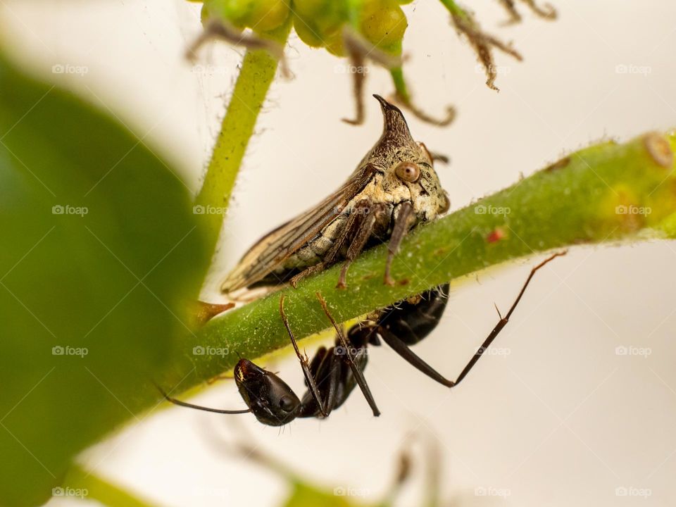 Close-up of Treehopper & Ant