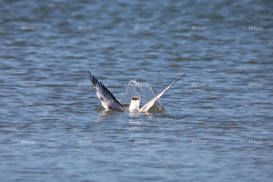 diving into the water
