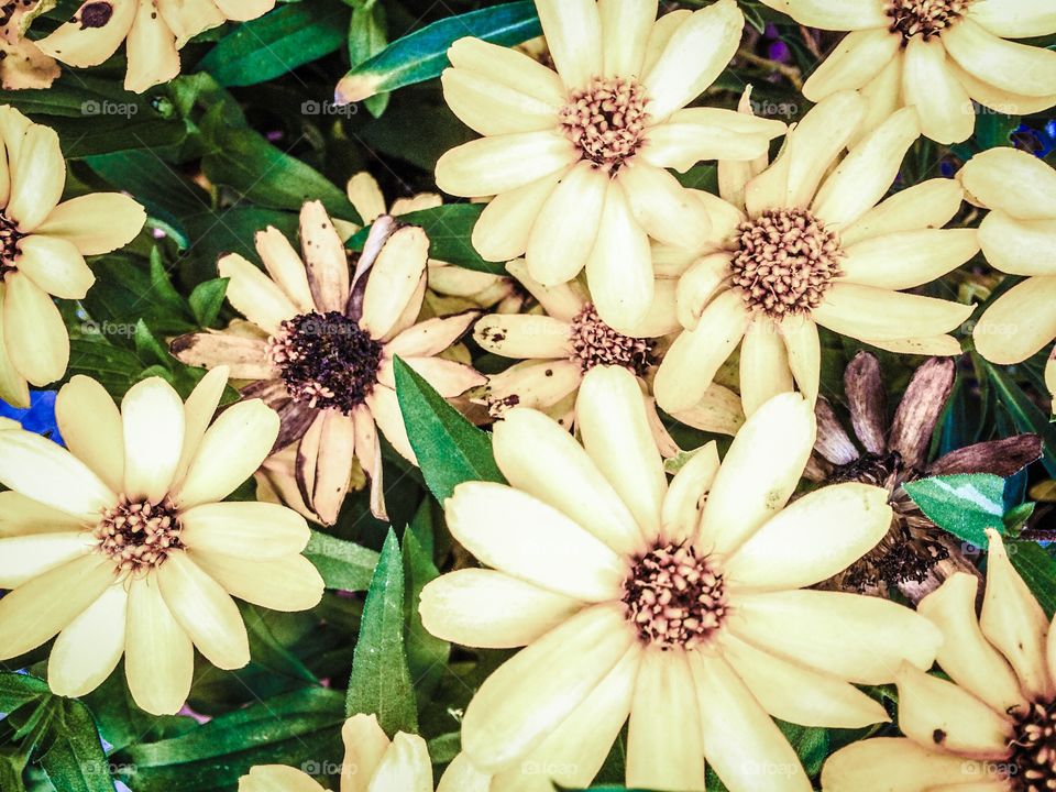 Yellow heads. Spring brings blooms of all sizes and colors. 