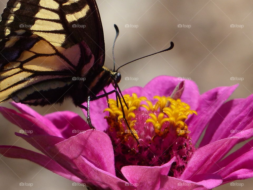 Swallowtail butterfly sipping nectar 