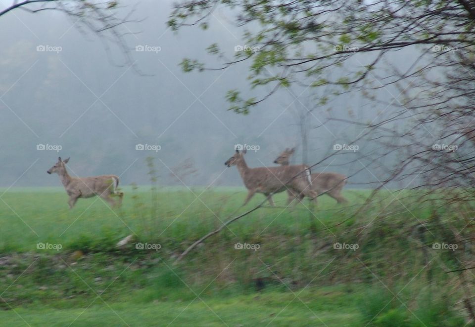 deer running from camera