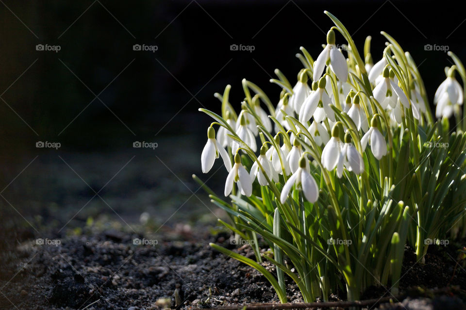 Snowdrops in sunlight