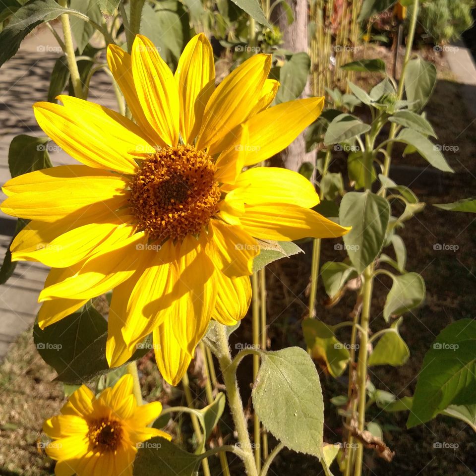 sunflower garden