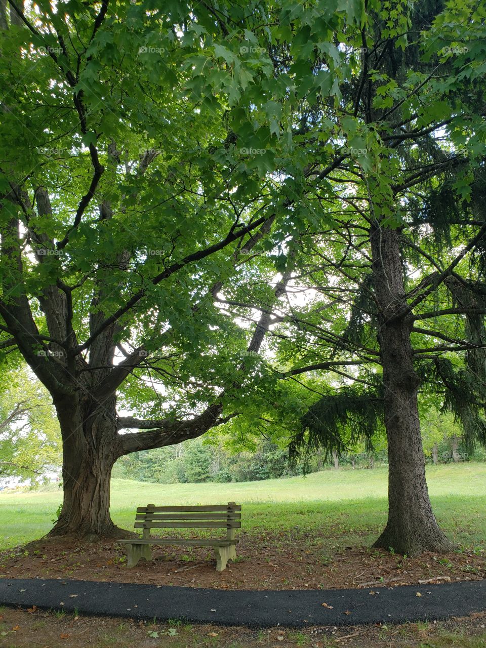 Bench among trees