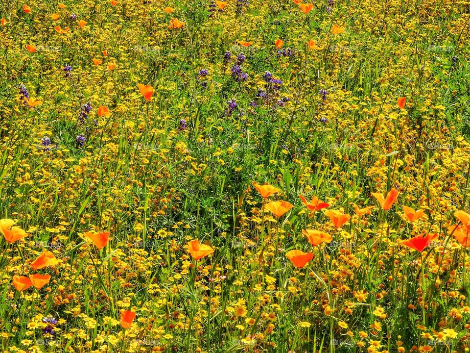 California Wildflowers