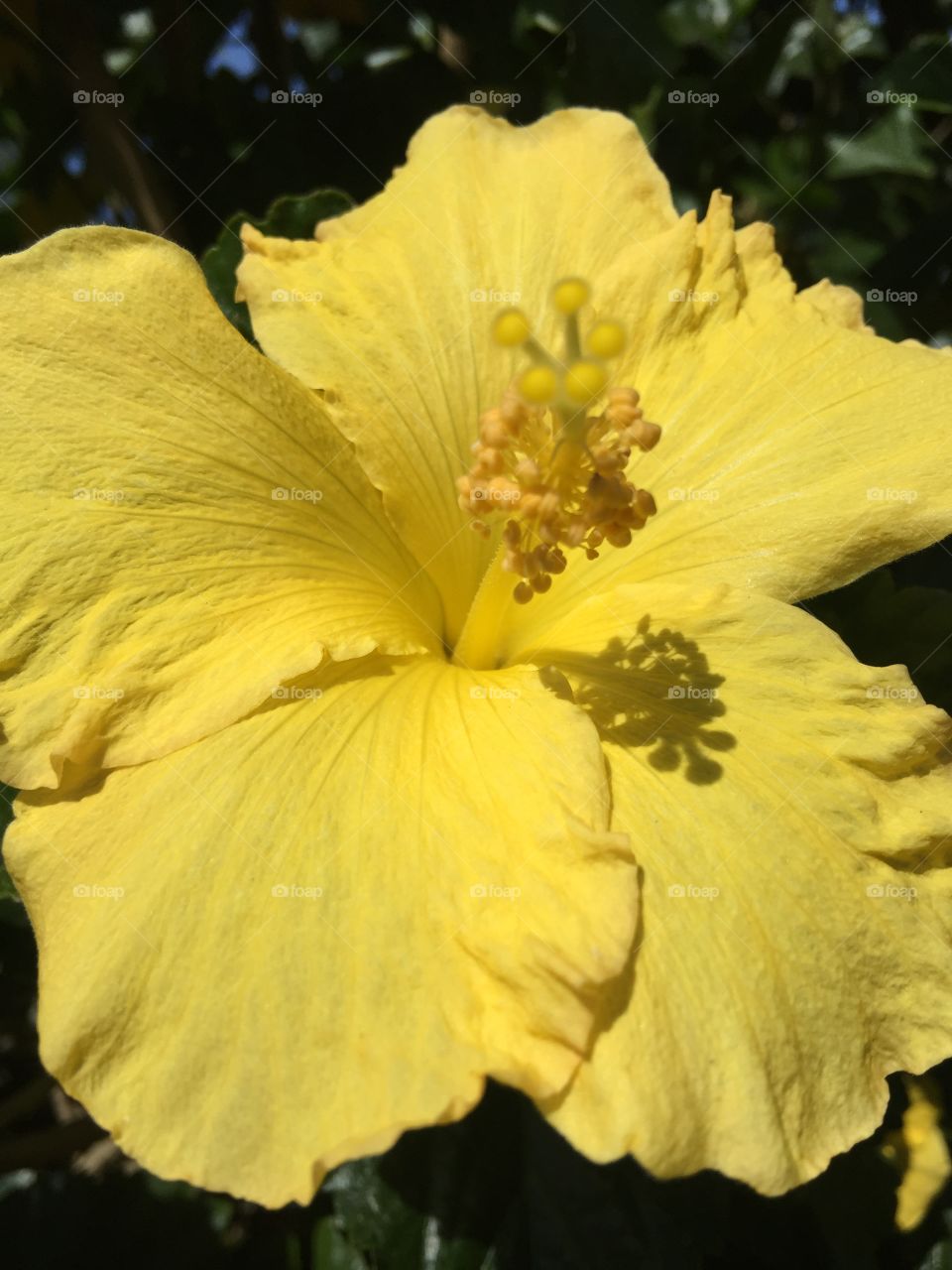 Yellow flora 