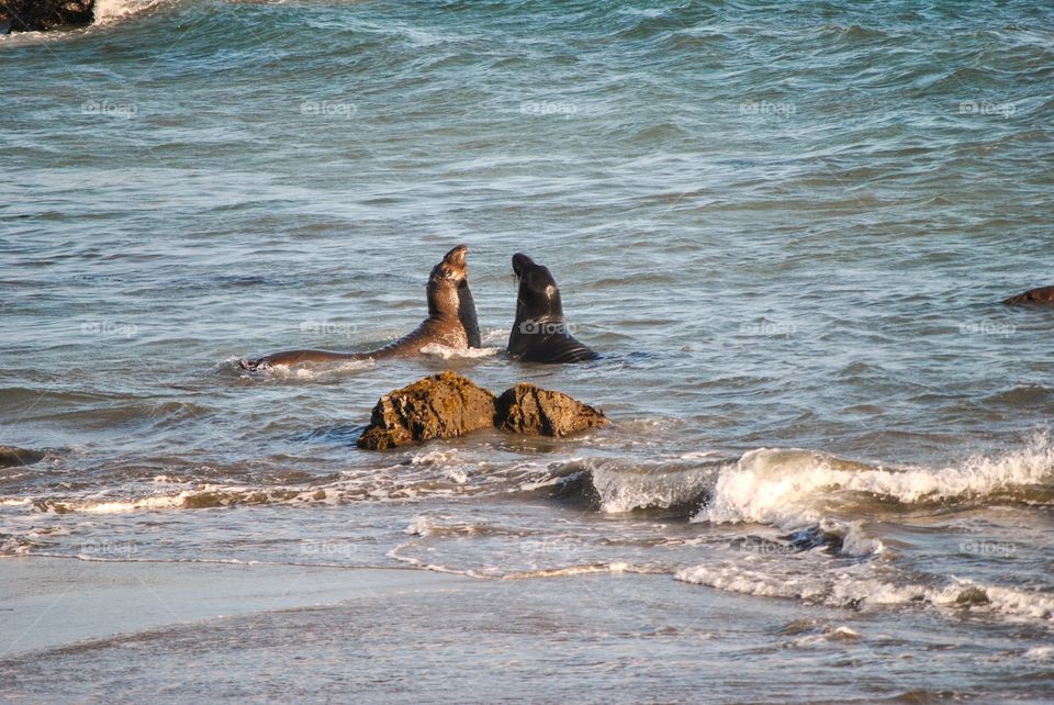 Seals Swimming Near Rocks