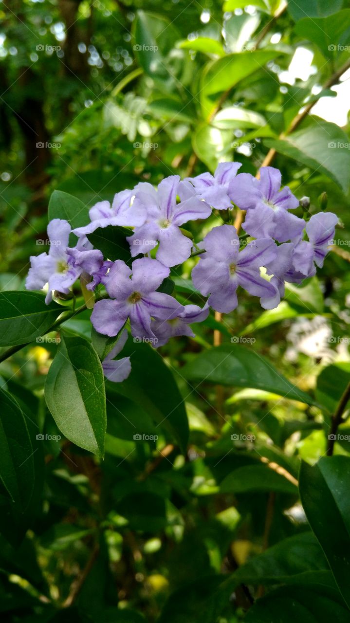 milky flower