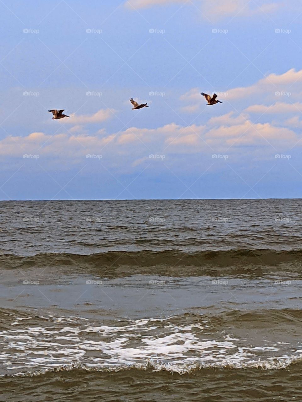 pelicans