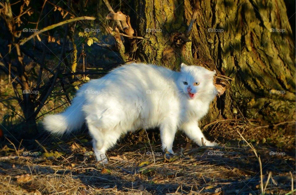 Angry cat in forest