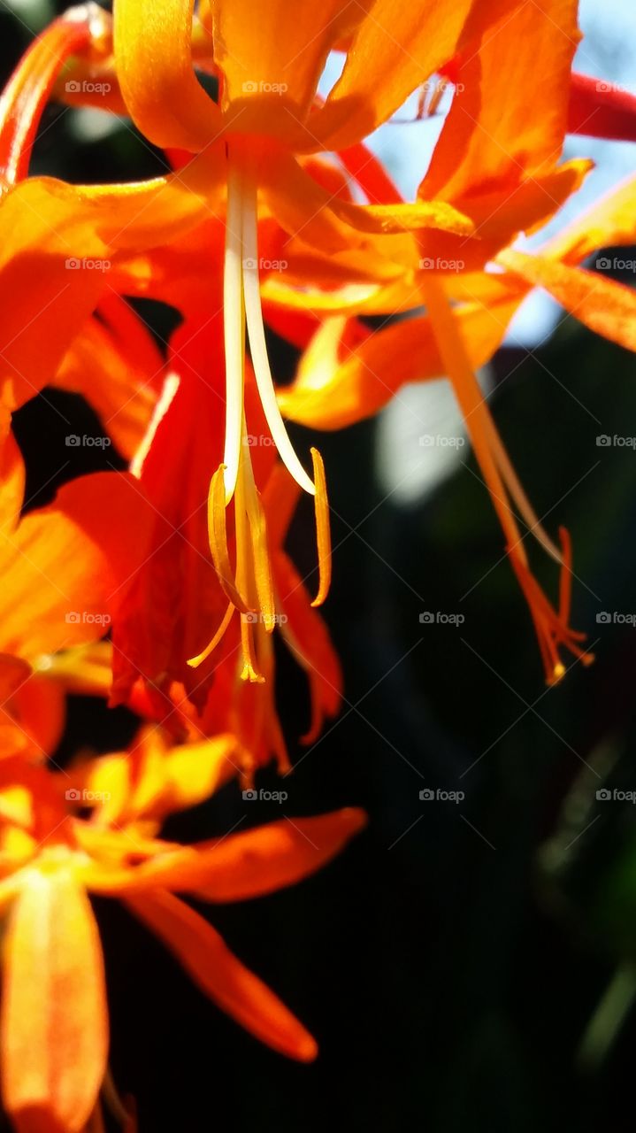 orange hanging flower