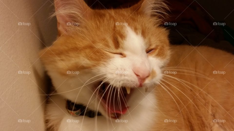 Sleepy yawning cat