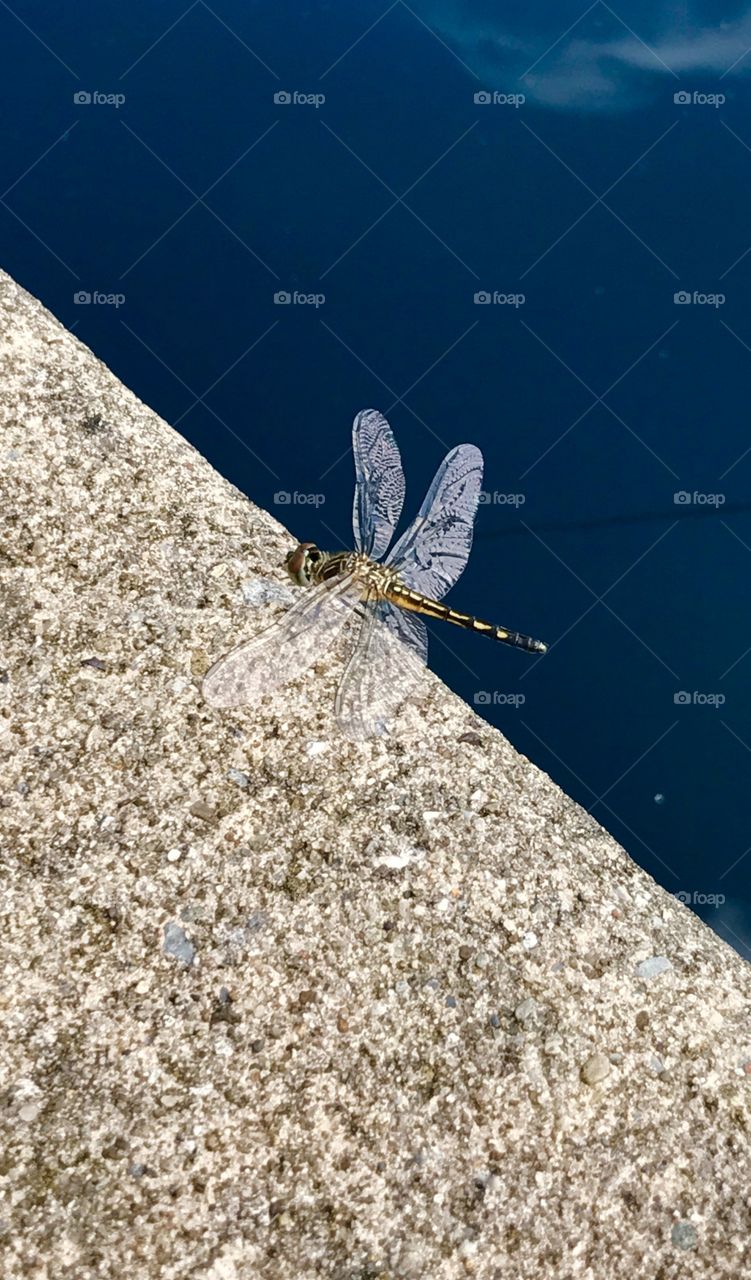 Dragonfly 