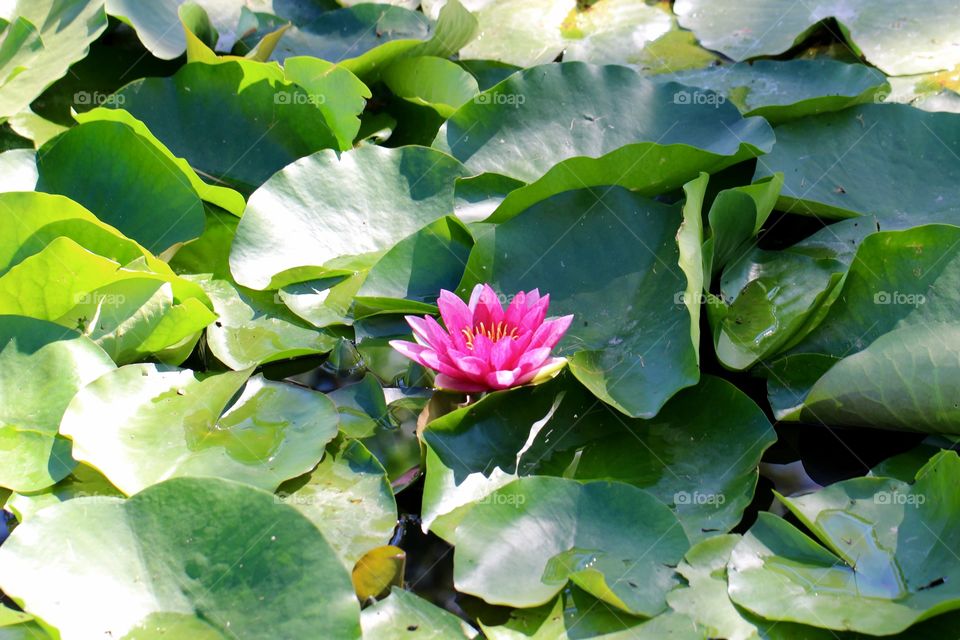 Pink Water Lily Blossom