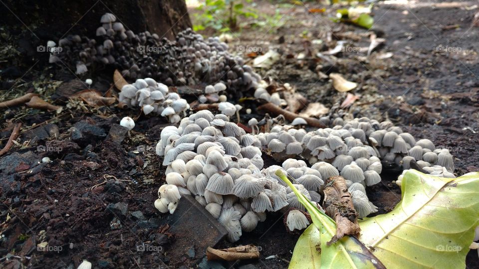 Cogumelos minúsculos. Sujeira.