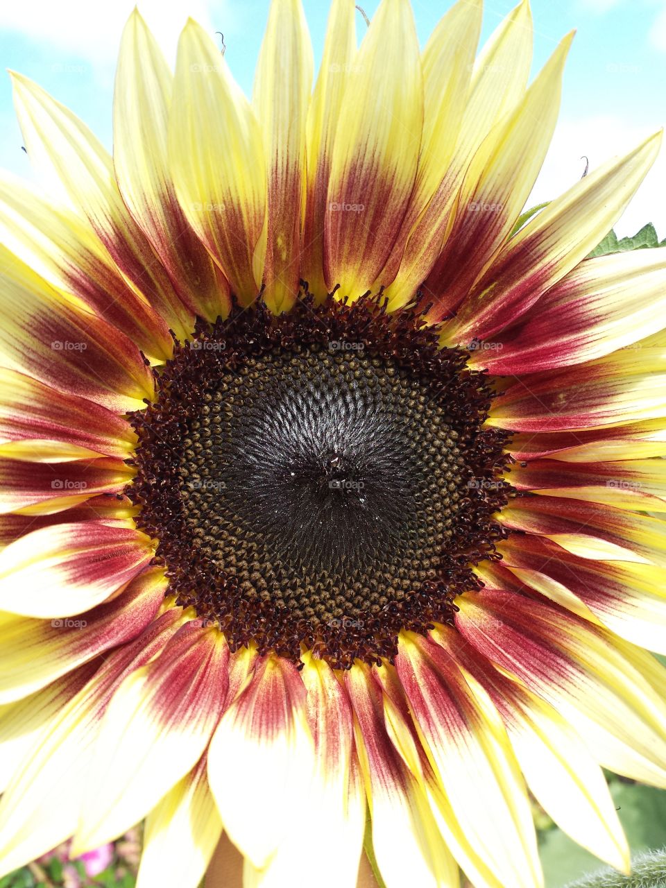 sunflower perfection