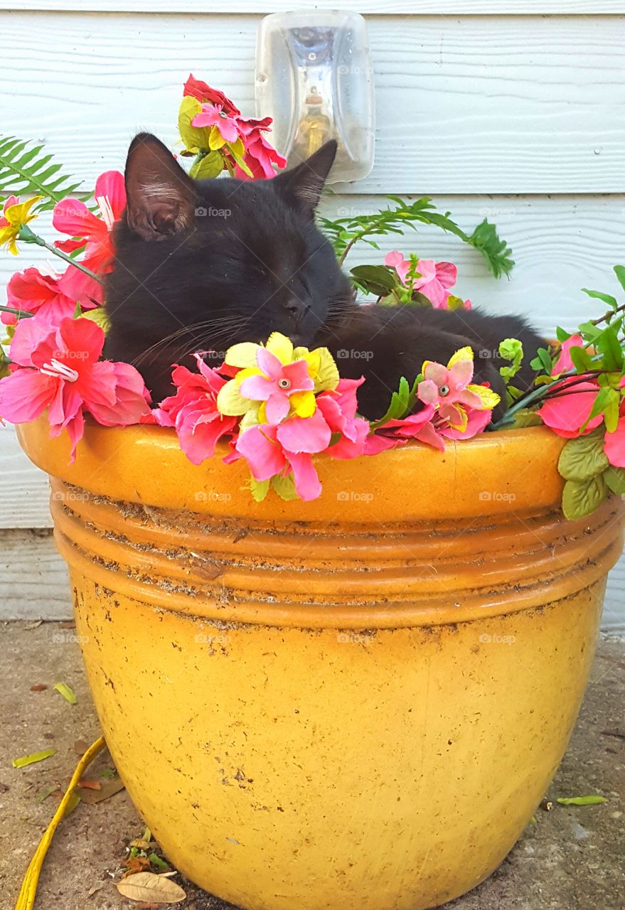 Bob in flower pot