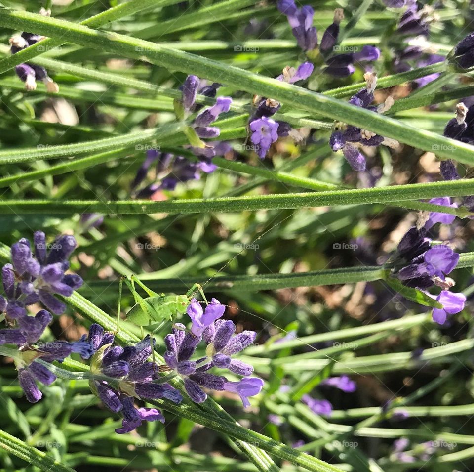 Lavendel Grasshopper 