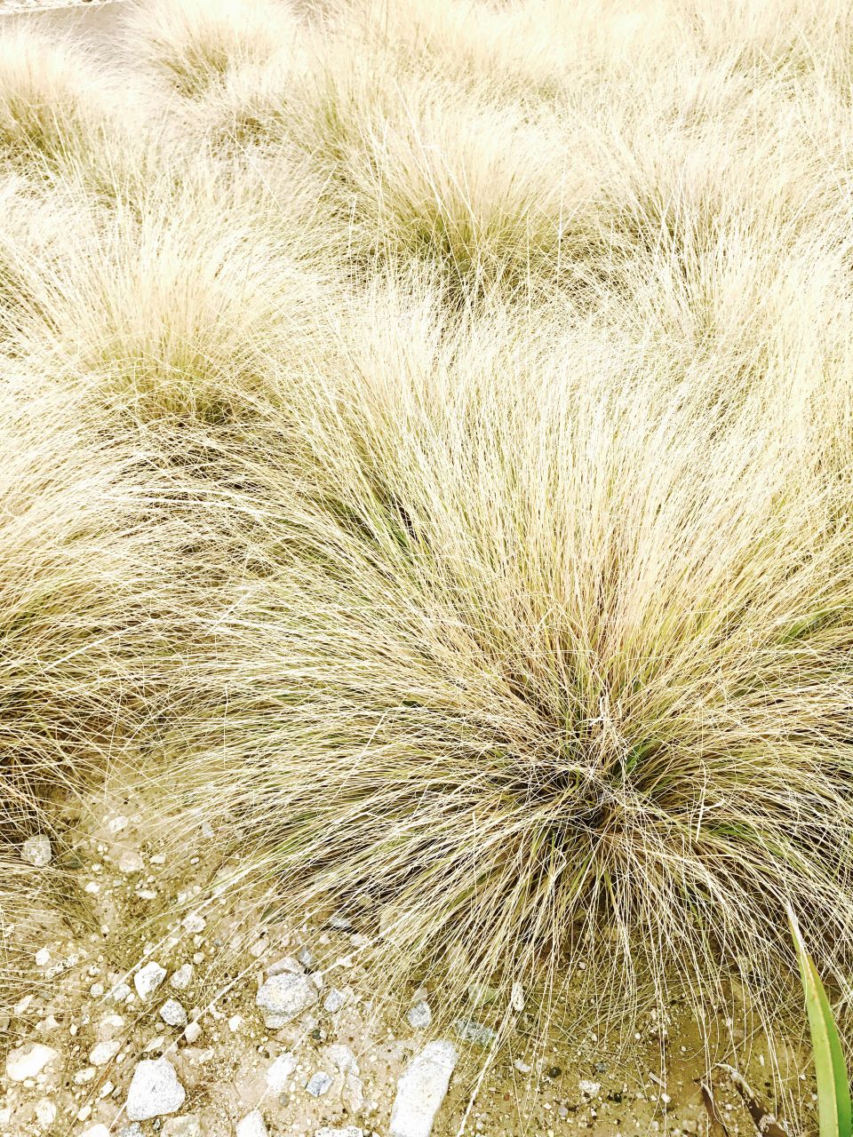 Close-Up Desert Growth