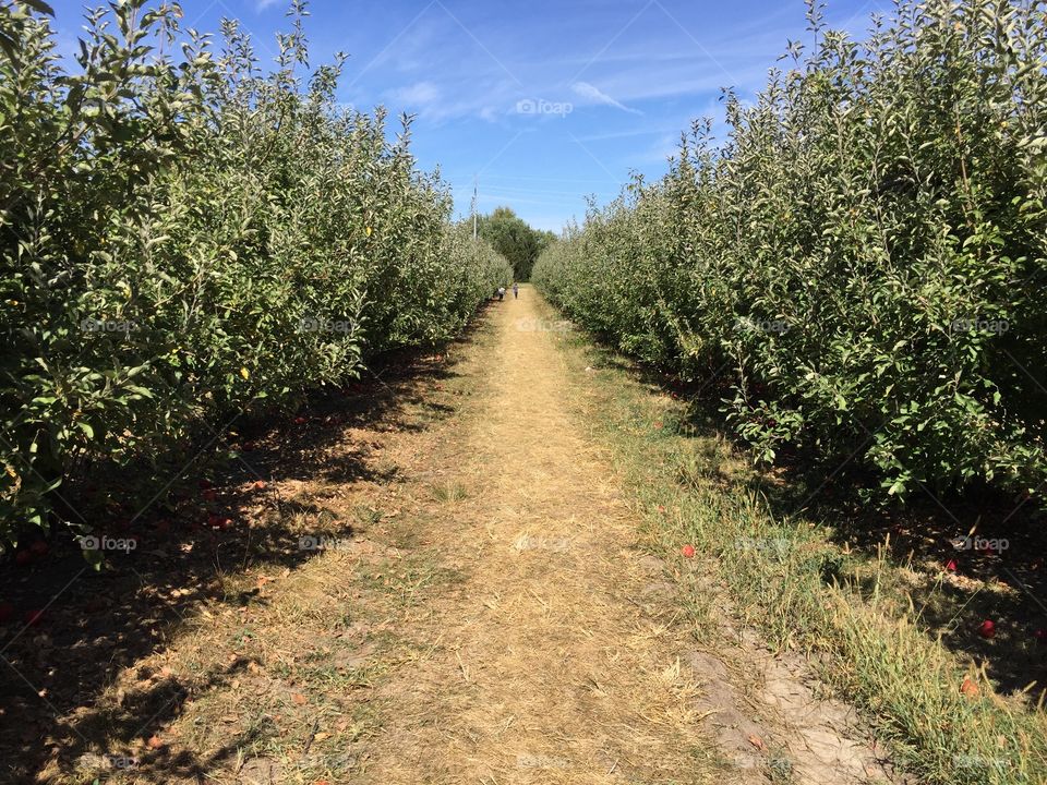 Long savory row of apples lost in an orchard in the Midwest slowly ripening just waiting to be picked 