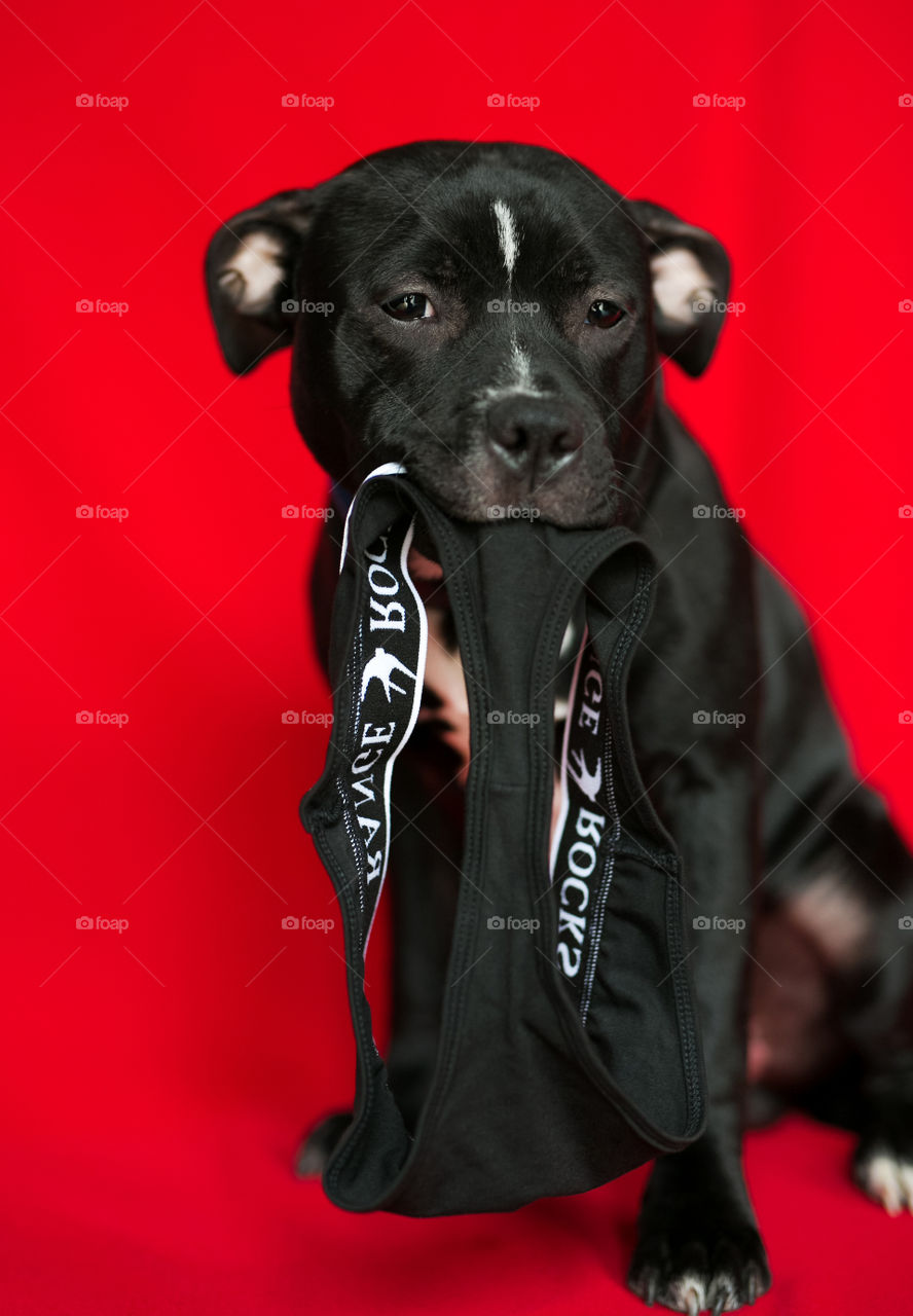 Cute pet seat on red background,take photo at the studio