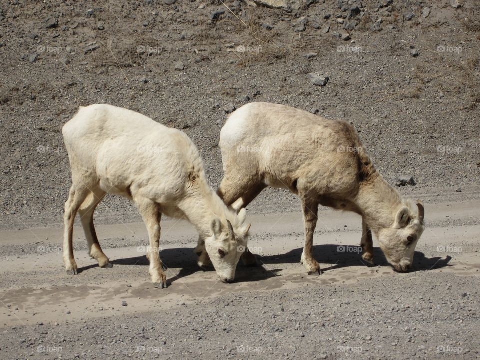 Mountain goats eating