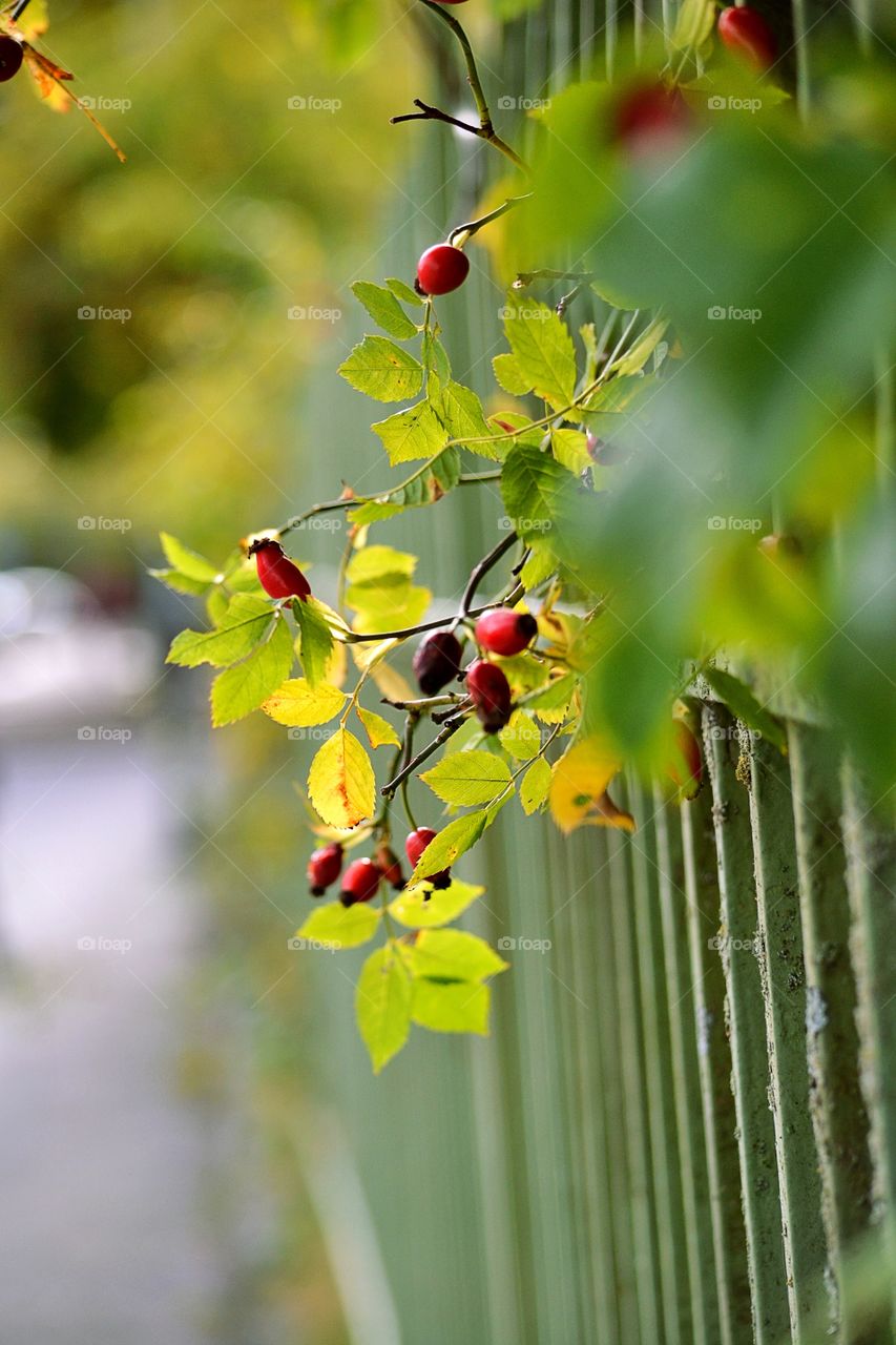 Rose hip