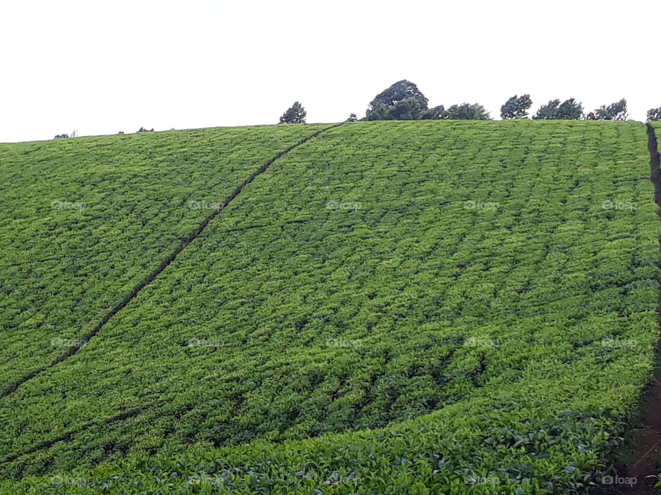 Kenyan tea