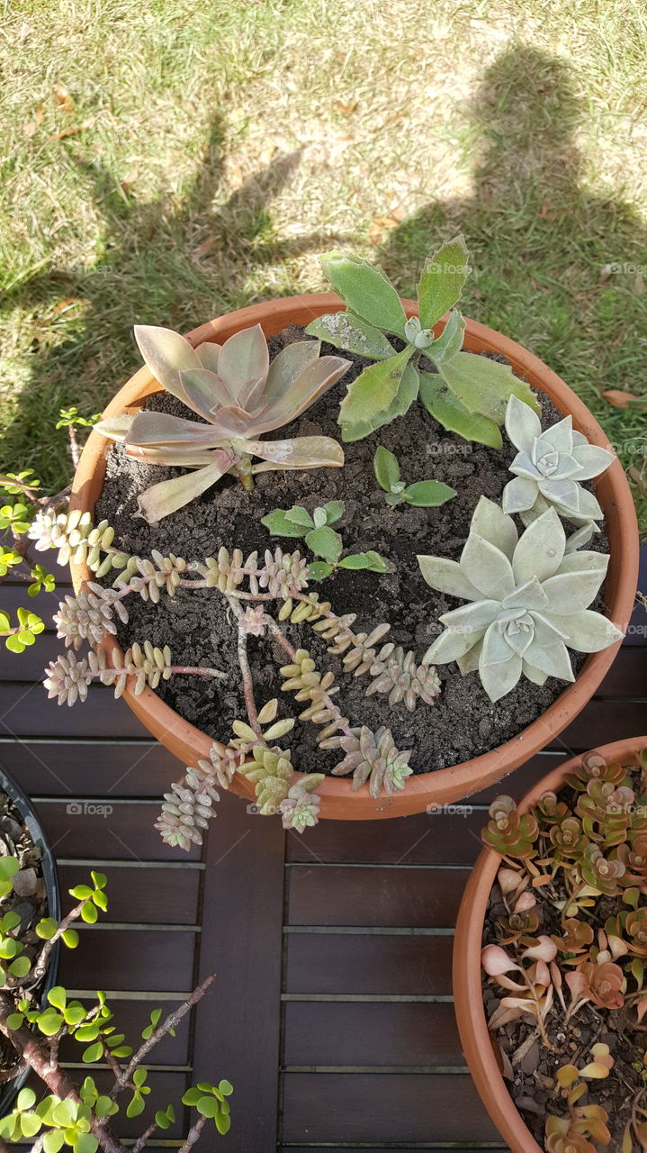 Pot of succulents