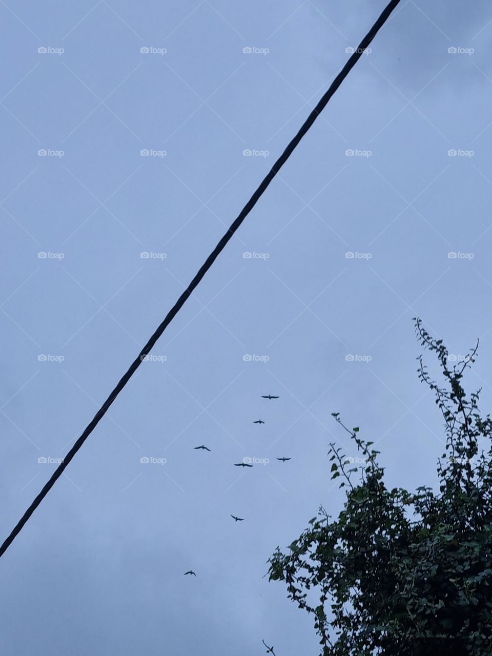 The birds fly to shelter from the rain that was beginning to fall