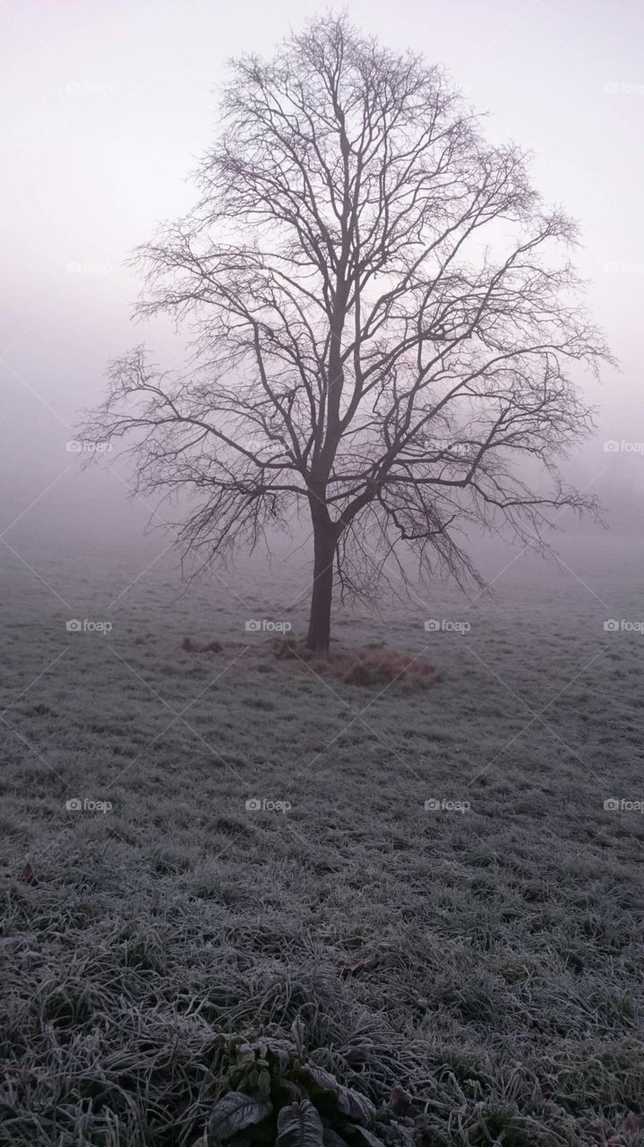 tree in winter mist