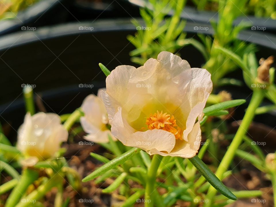 yellow flower