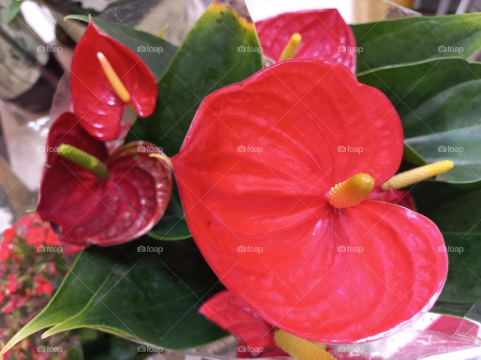 Anturios.  Os anturios, gostam de umidade, mas não  se adaptam a solos encharcados Por isso, é preciso ter cuidado para não  exagerar ao regá-los. Colocar água três vezes por semana é suficiente