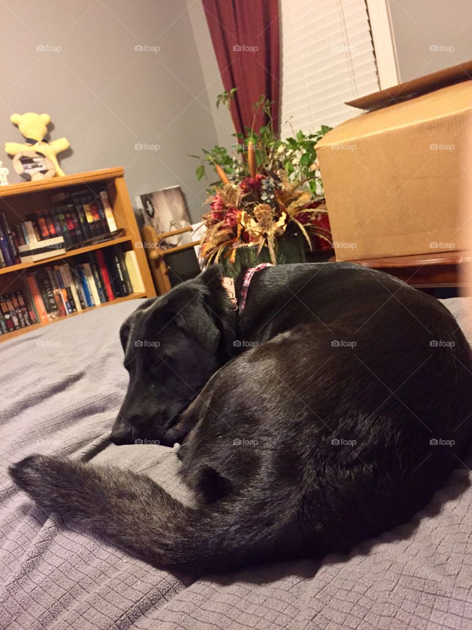 Black lab mixed curled up on bed napping 