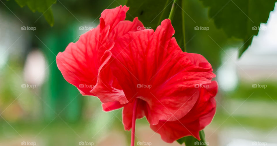 Red flower at outdoor