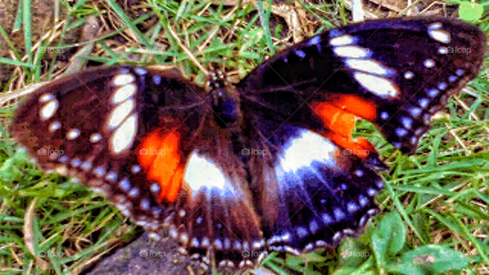 Injured beautiful butterfly
