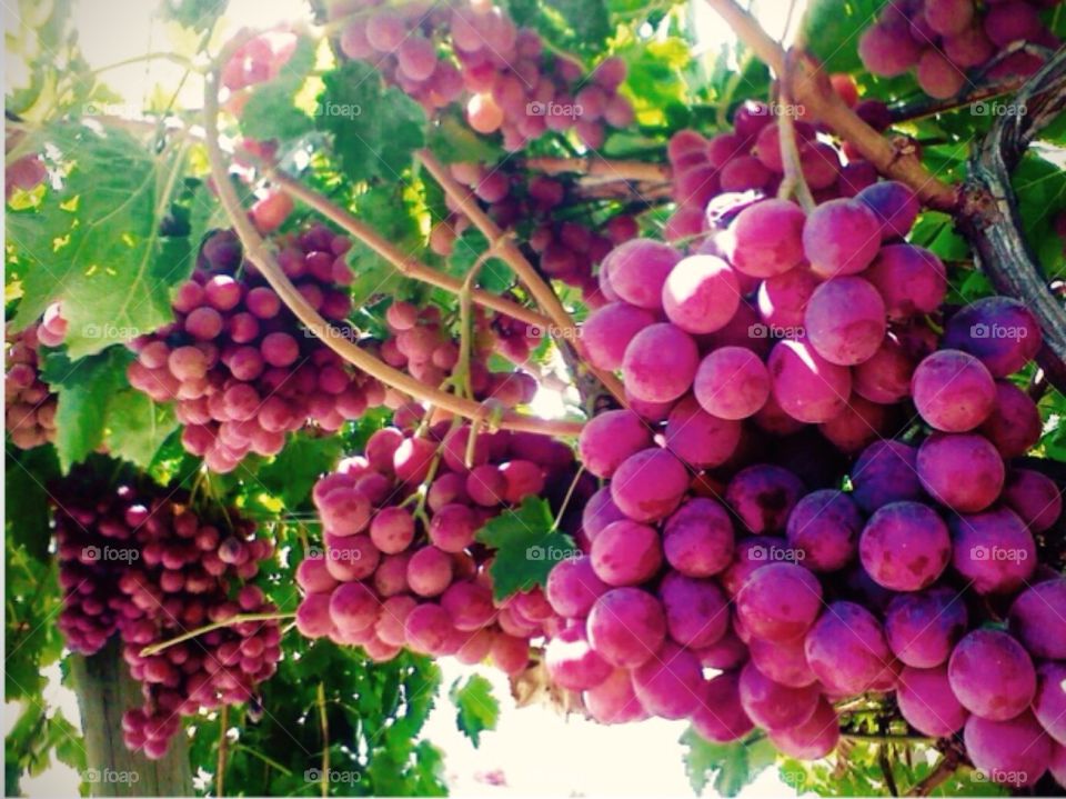 Grapes 