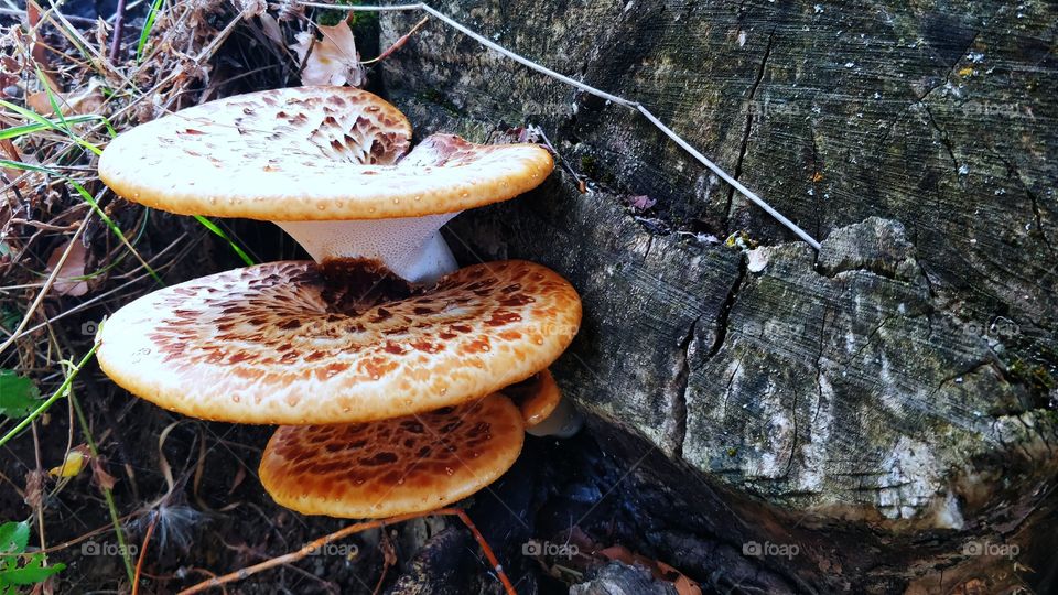 Tree Mushrooms