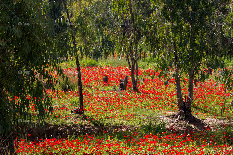 Forest full of poppies 
